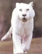 tigre 4 blanc
